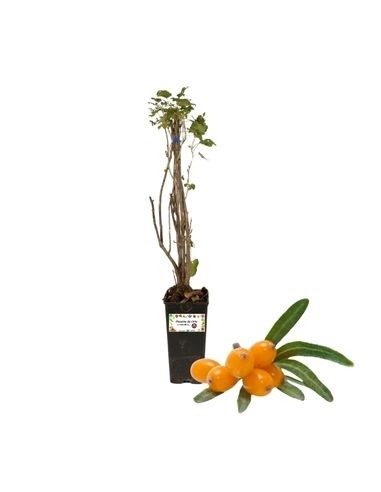 Sanddorn Orange Energy Hippophae Rhamnoides...