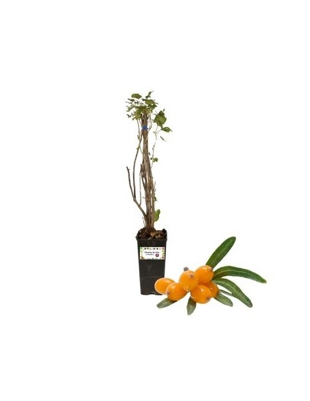 Sanddorn Orange Energy Hippophae Rhamnoides Glas 22