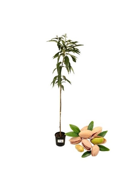 Pistacchio Maschio Vaso 23