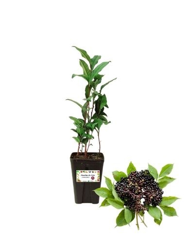 Holunderbeere (Sambucus nigra Black Tower)...