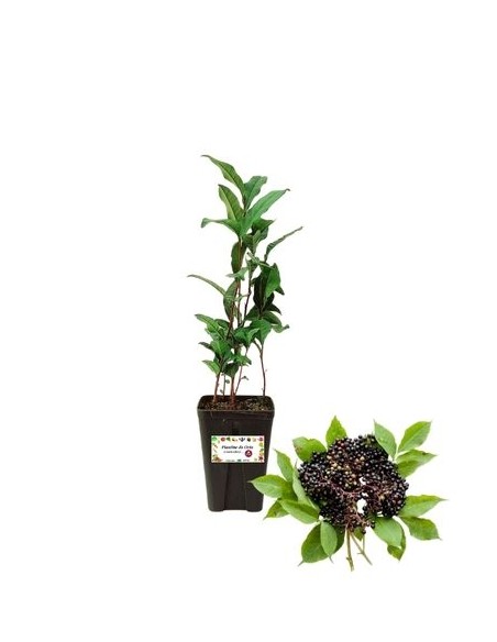Holunderbeere (Sambucus nigra Black Tower) 1,5-Liter-Glas