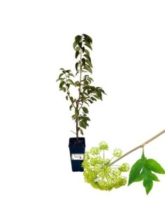 Seifenpflanze - Sapindus Mukorossi 3 L Topf