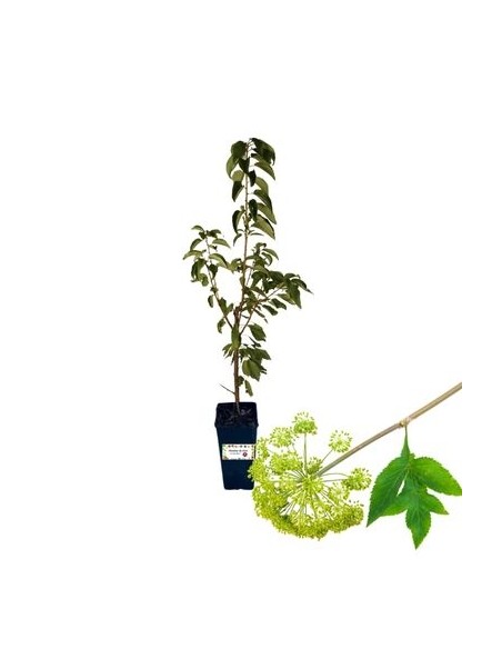 Seifenpflanze - Sapindus Mukorossi 3 L Topf