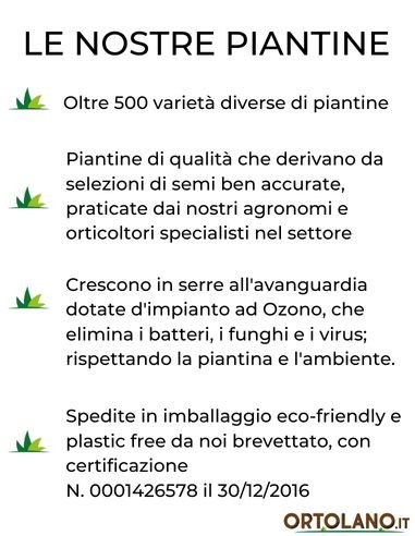 Pfefferwasser (rot), Vasendurchmesser 14