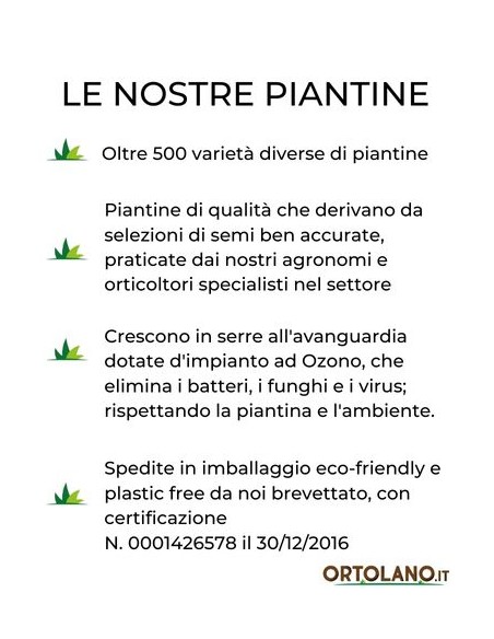 Pepe Acqua (rosso) Vaso diametro 14