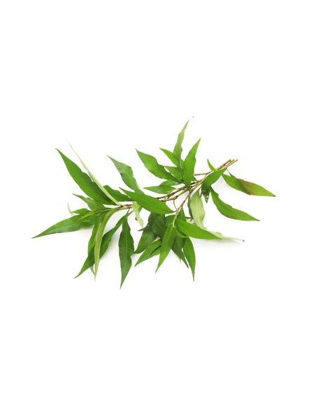 Pepe Acqua (rosso) Vaso diametro 14