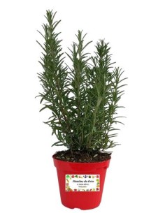 Rosmarino Rosa Vaso diametro 14