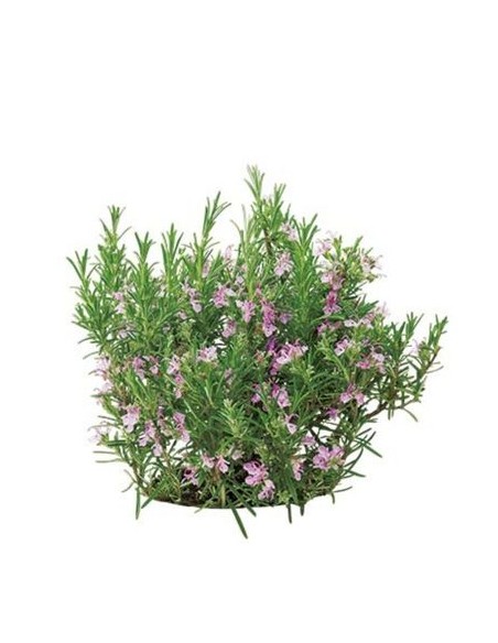 Rosa Rosmarintopf, Durchmesser 14