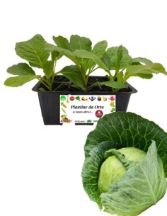 Verza Invernale pack da 6 Piantine