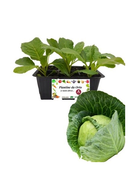 Verza Invernale pack da 6 Piantine