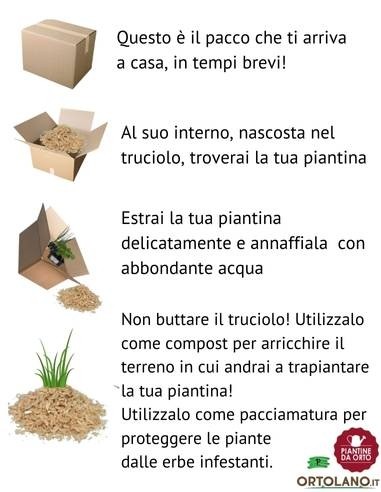 Verza Invernale pack da 6 Piantine