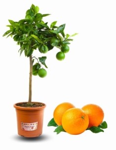 Orangenbaum