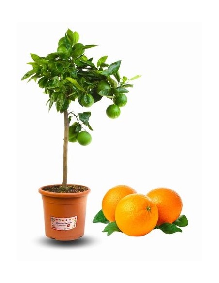 Orangenbaum