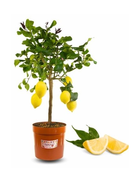Pianta di Limone