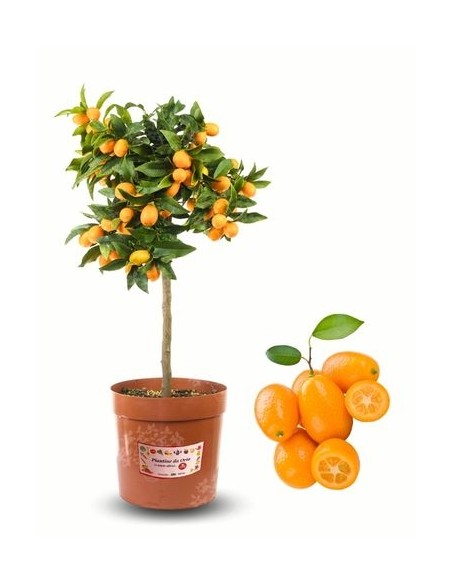 Pianta di Kumquat