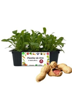 Arachidi pack da 4 Piantine