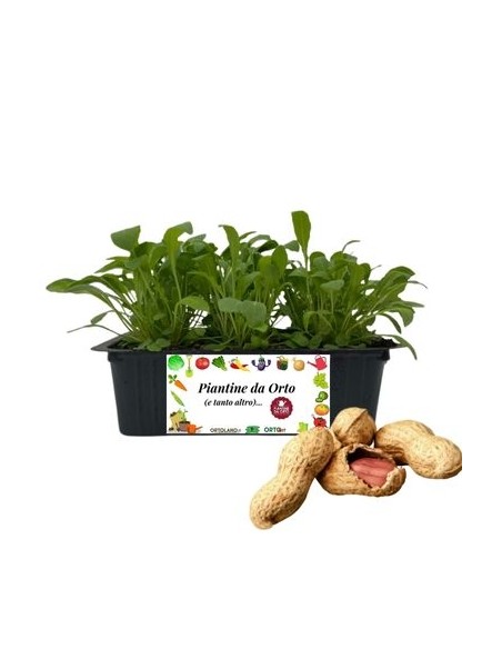 Arachidi pack da 4 Piantine