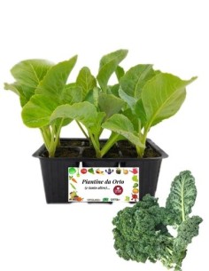 Cavolo Riccio Ornamentale pack da 6 Piantine