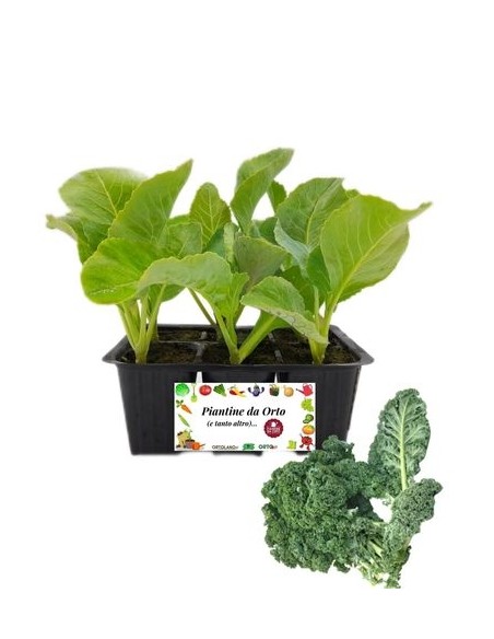 Cavolo Riccio Ornamentale pack da 6 Piantine