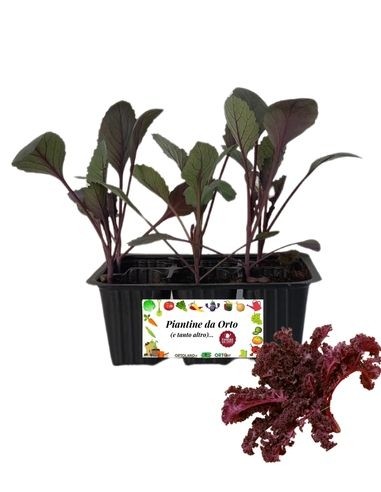 Zierroter Krauskohl, 6er-Packung