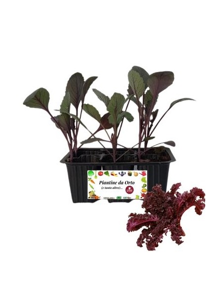 Cavolo Riccio Rosso Ornamentale pack da 6 Piantine