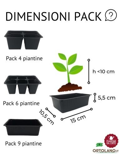 Cavolo Riccio Rosso Ornamentale pack da 6 Piantine