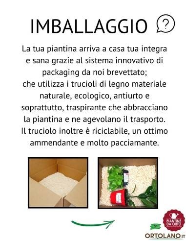 Cavolo Riccio Rosso Ornamentale pack da 6 Piantine