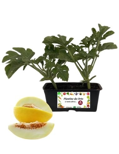 Melone Liscio 4 Piantine