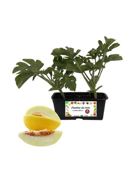 Melone Liscio Pack da 4 Piantine