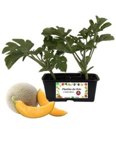 Melone Retato pack da 4 Piantine