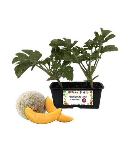 Melone Retato pack da 4 Piantine