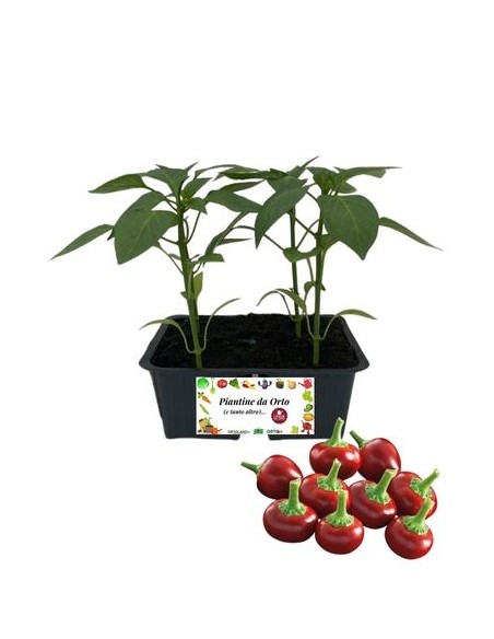 Peperone Piccante Tondo pack da 4 Piantine