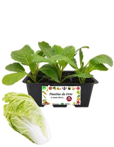 Chinakohl-Setzlinge (6er-Pack)