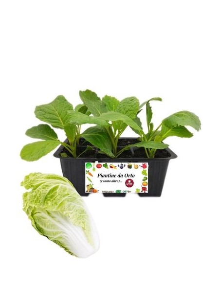 Chinakohl-Setzlinge (6er-Pack)