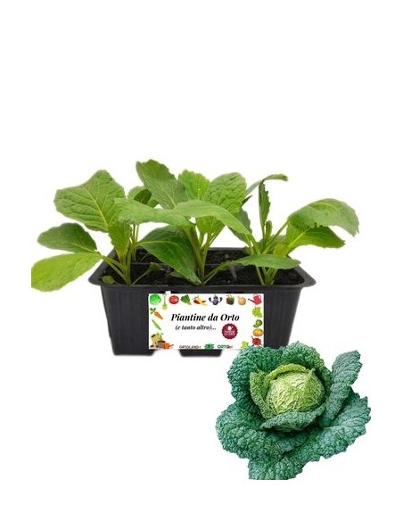 Verza Precoce pack da 6 Piantine