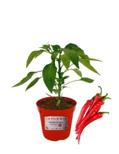 Veredelte, lange, scharfe Chilischote, Topf mit 14 cm...