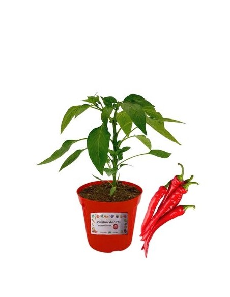 Veredelte, lange, scharfe Chilischote, Topf mit 14 cm Durchmesser