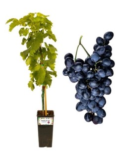 Schwarzes Glas, 2 Liter