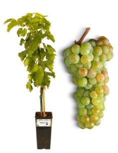 Csabas Perle 5-Liter-Glas