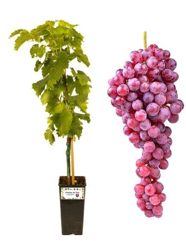 Sultana - Kernlos, rosa, 2-Liter-Glas