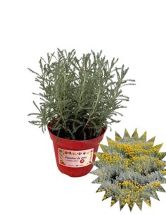 Elicriso Vaso diametro 14