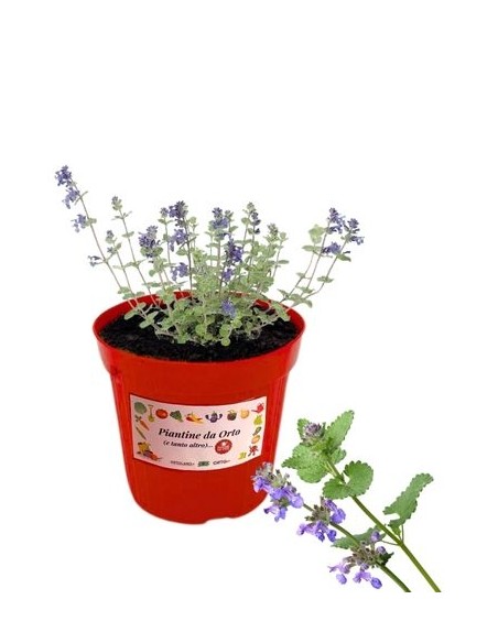 Erba Lepre Vaso diametro 14