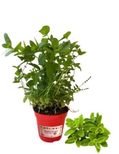 Oregano-Pfeffer-Glas, Durchmesser 14