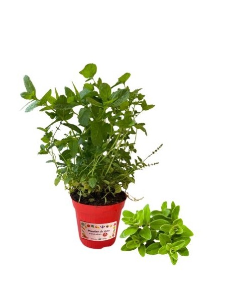 Oregano-Pfeffer-Glas, Durchmesser 14