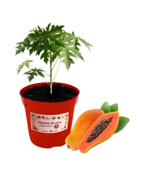 Papaya 