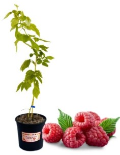 Dornenlose rote Himbeere im 5-Liter-Glas