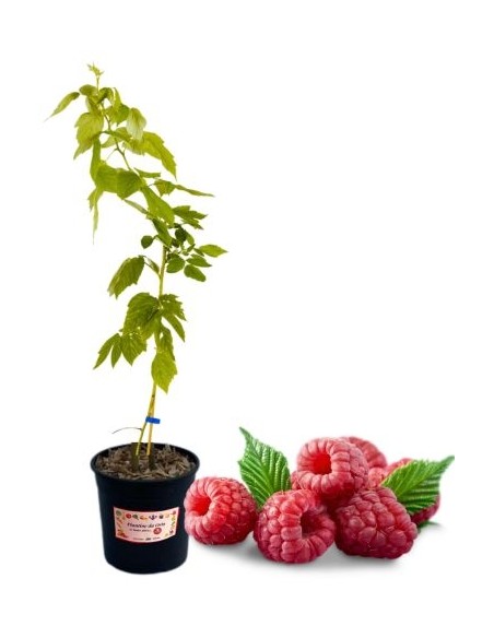 Dornenlose rote Himbeere im 5-Liter-Glas