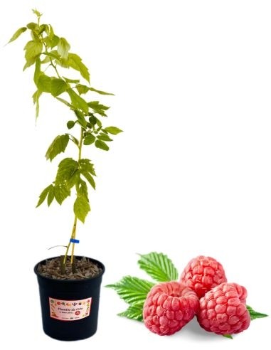 Frühe rote Himbeere, 5-Liter-Glas