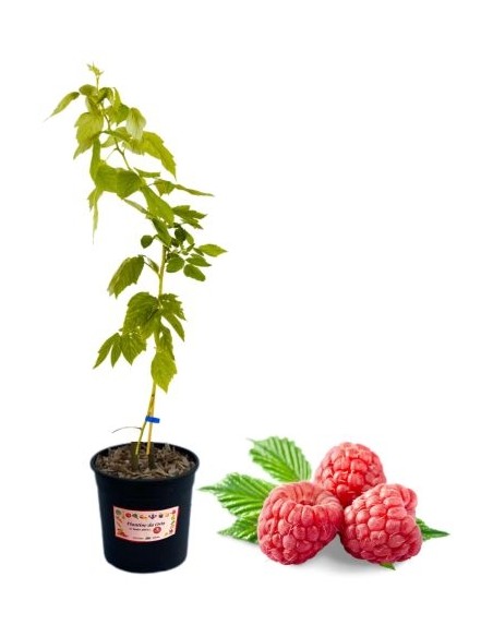 Frühe rote Himbeere, 5-Liter-Glas
