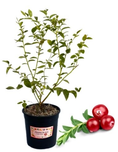 Amerikanische Cranberry 5-Liter-Glas